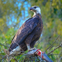 Madagascar Fish-Eagle